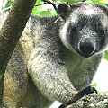 Lumholtz's Tree-kangaroo in Malanda カオグロキノボリカンガルー<br />EOS7D + EF300 F2.8L III + EF1.4xII